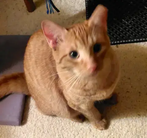 Sweet Peach #Bonded-To-Frankie photo 3