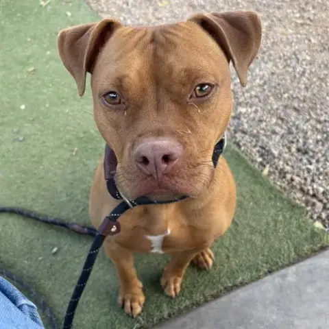 Kona