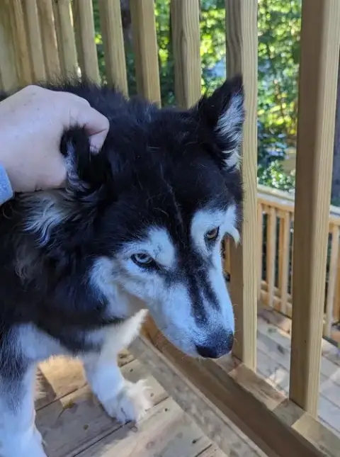 Sakari photo 4