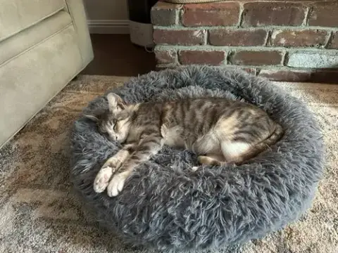 Gemma
