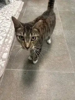 Suki