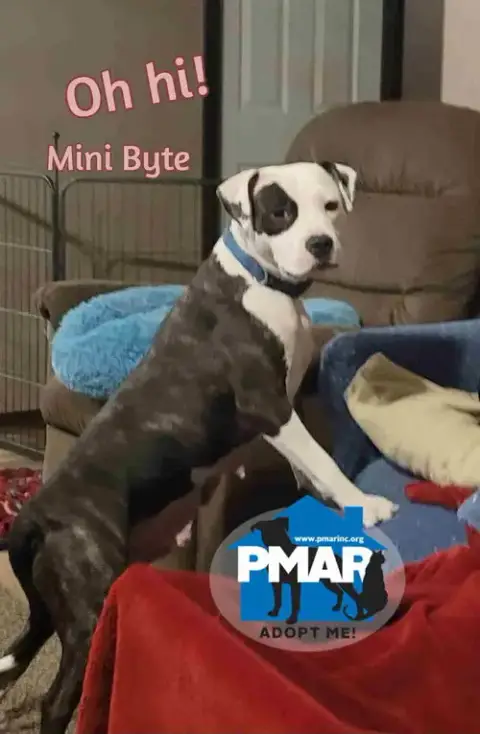 Mini Byte photo 2