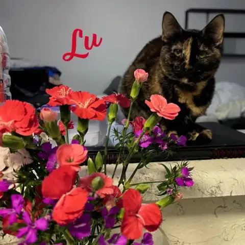 Lu #Whiskered-Shadow