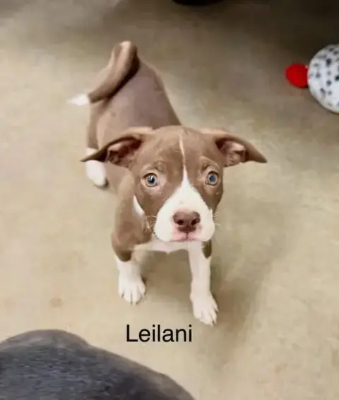Leilani photo 3