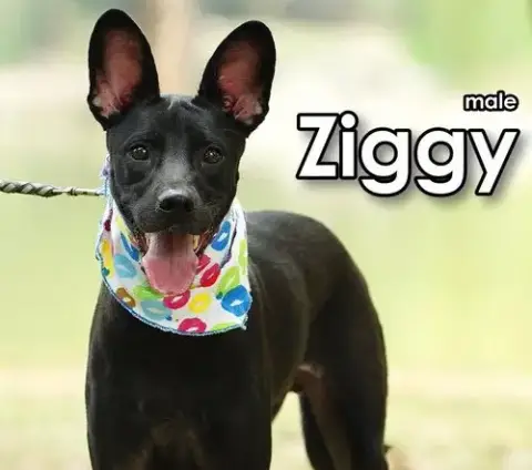 Ziggy From Taiwan