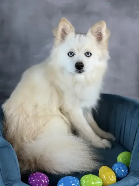 Arctic Blue photo 4