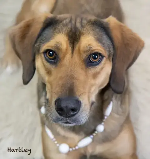 Hartley photo 3