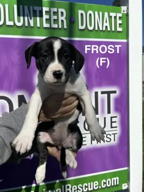 Frost
