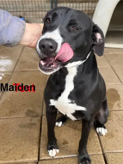 Maiden photo 3
