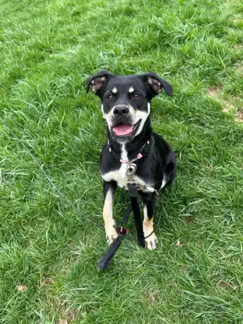 Katy Roo