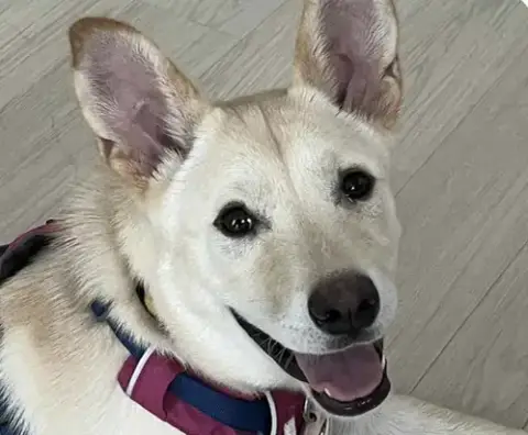 Soki