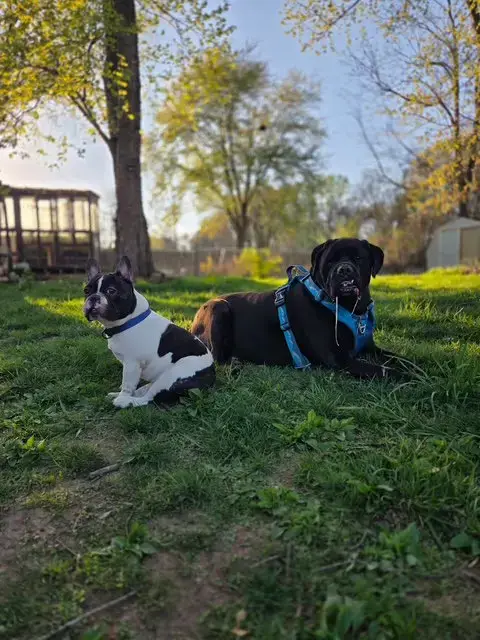 Oreo photo 3