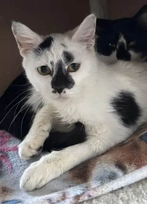 Domino