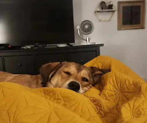 Eevee photo 4