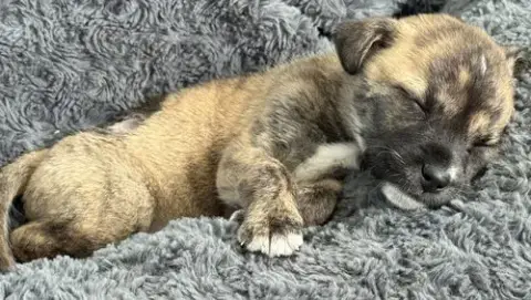 Nutmeg