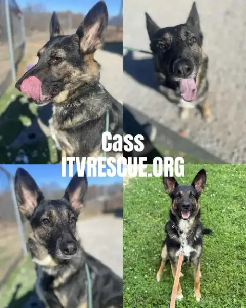 Cass photo 2