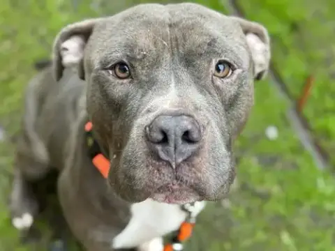 Nellie