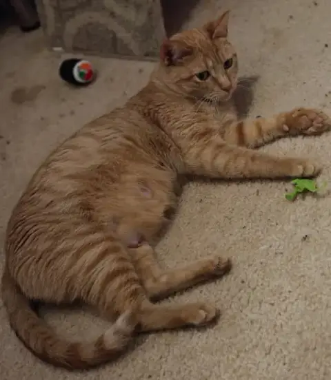 Nilla