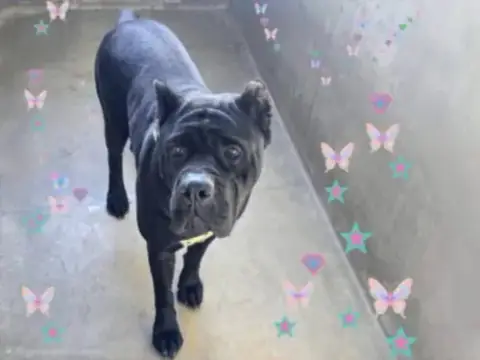 Tara