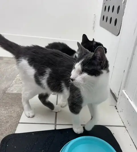 Violet'S Dain Kitten Rm photo 3