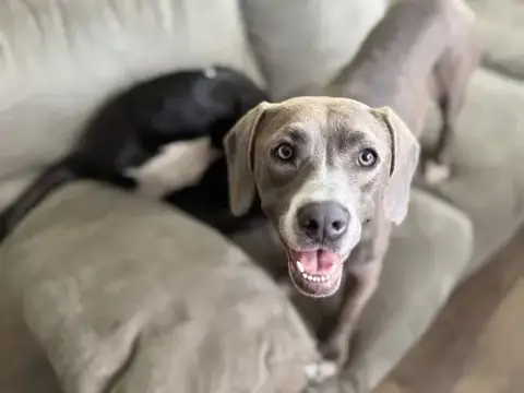 Daisy The Delightful