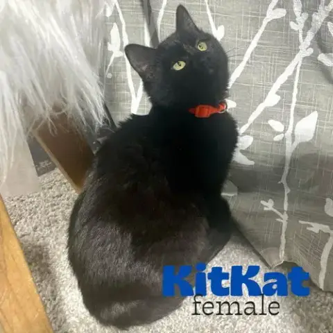 Kitkat