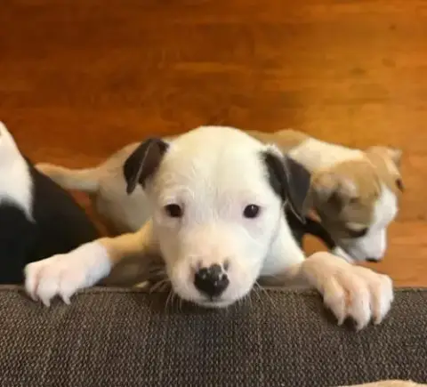 Snoopy