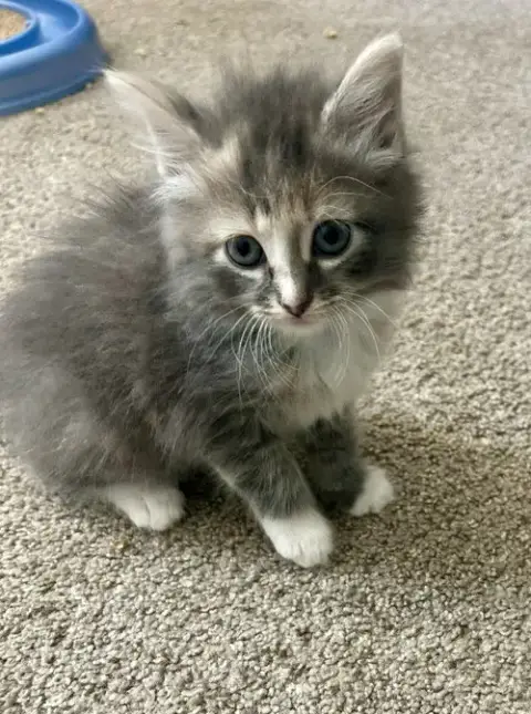 Fluffy