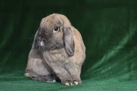 Pongo & Peanut photo 2