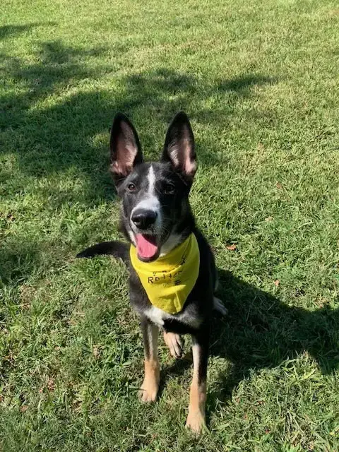 Champ photo 3