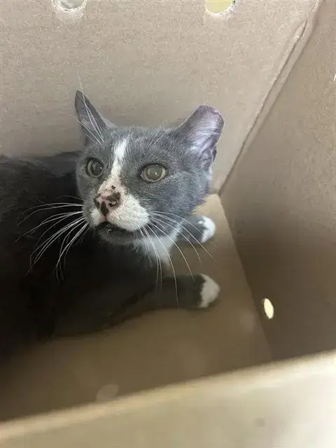 Barn Cat Thunder