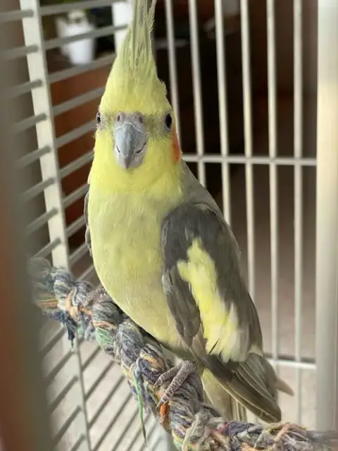 Linus photo 4