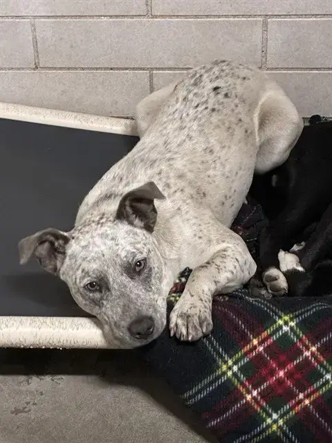 Lila