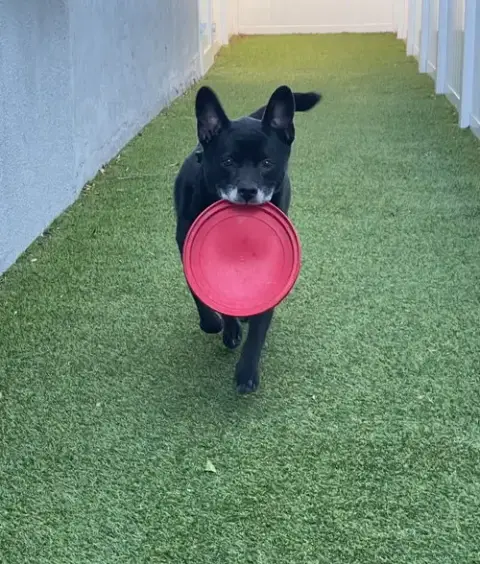 Sadie photo 4
