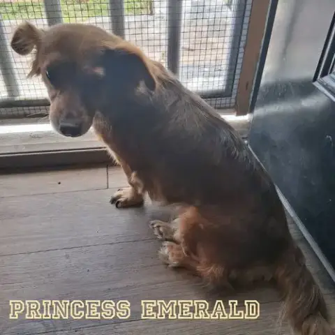 Princess Emerald photo 4
