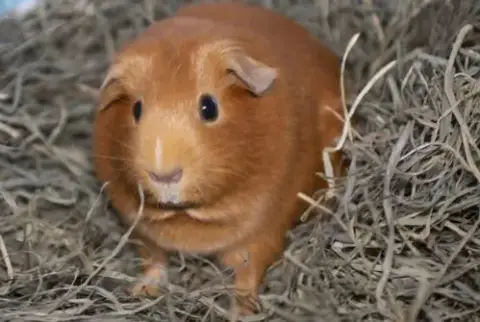 Penelope