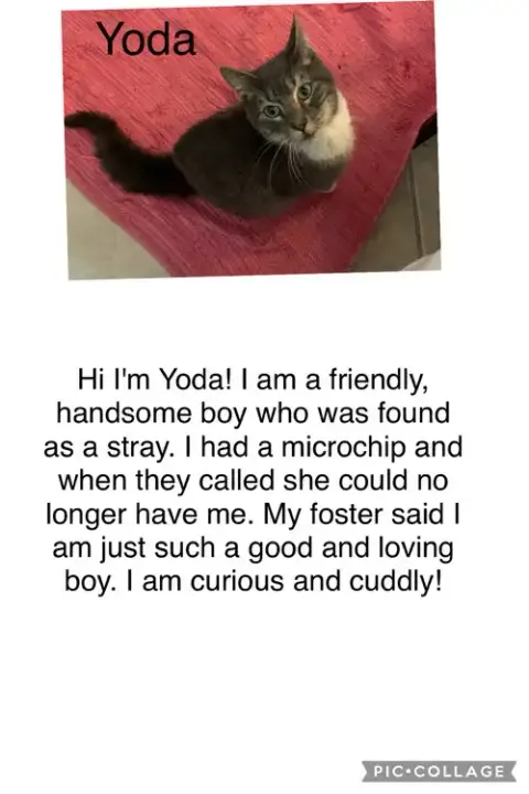 Yoda-Rp