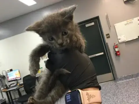 Loki