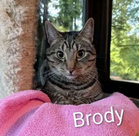 Brody photo 4