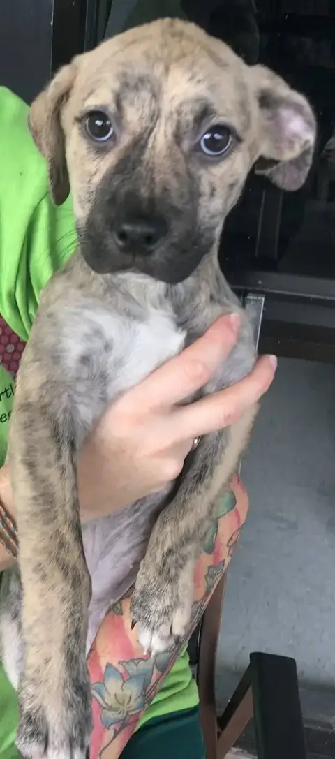 Piper photo 5