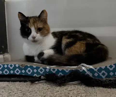 Mittsie photo 2