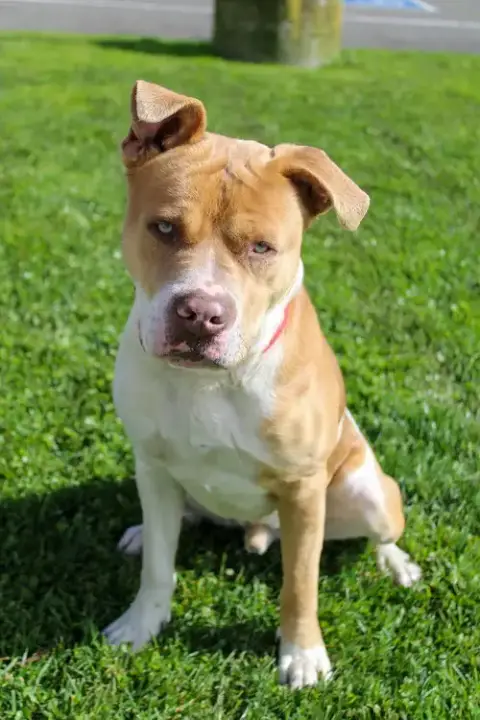 Chico 51825