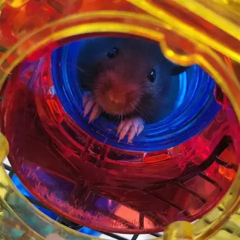 *Wally