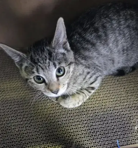 Aurora Kitten photo 2