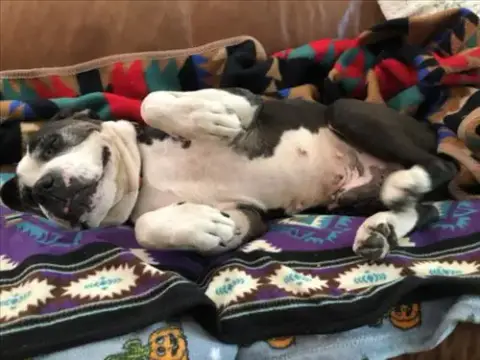 Bolo