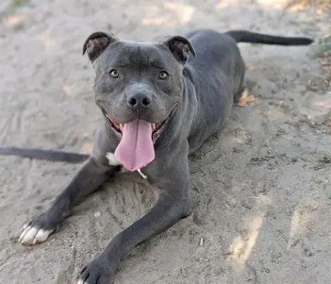 Meatball