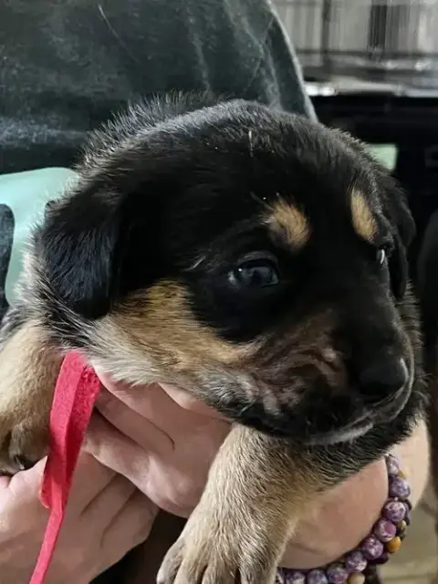 Gemstone Puppies Females photo 4