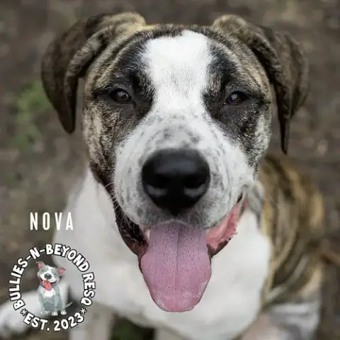 Nova photo 2