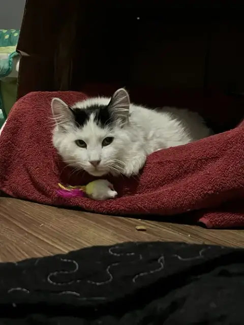 Buck Fluffington