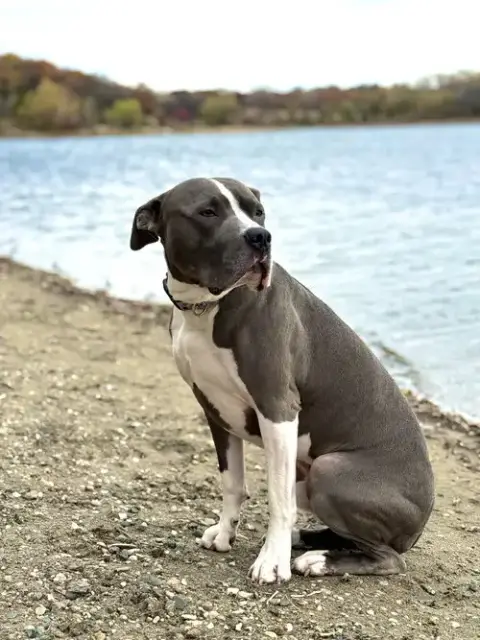 Renji photo 4